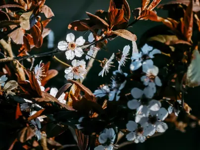 كينيكو كازينو تطبيق الهاتف المحمول